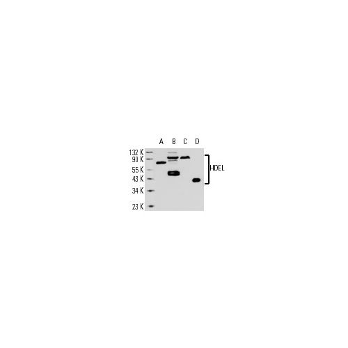 HDEL (2E7) antibody