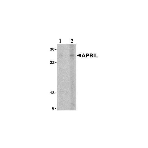 APRIL (Extracellular Domain) antibody