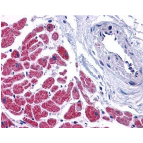 Caspase-12 (N-Terminus) antibody