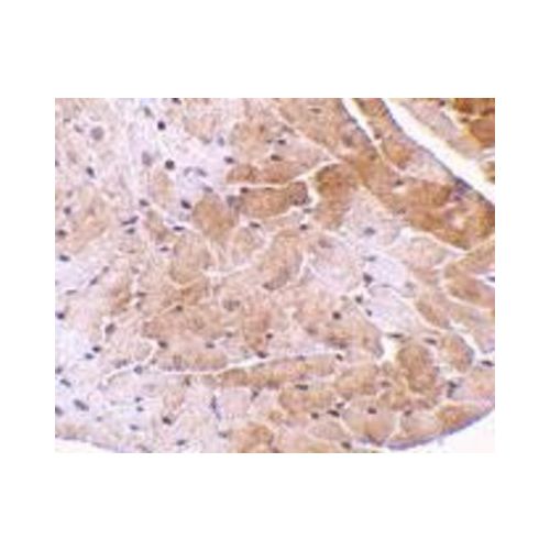 CIDE-A (C-Terminus) antibody