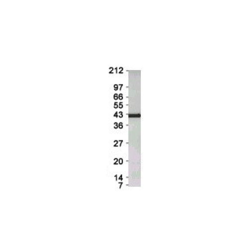 Cyclin E1 antibody