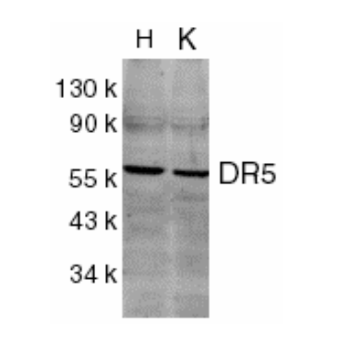 DR5 antibody