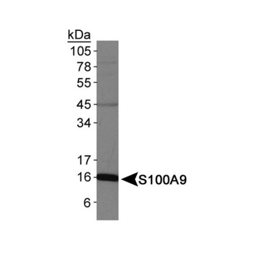 S100A9 antibody