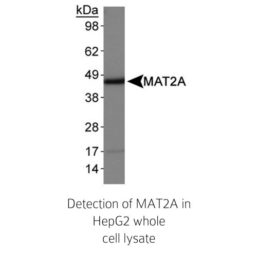 MAT1/2A antibody