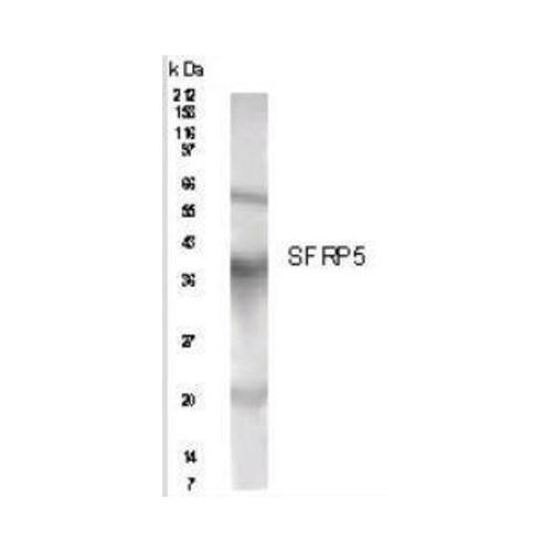 SFRP5 antibody