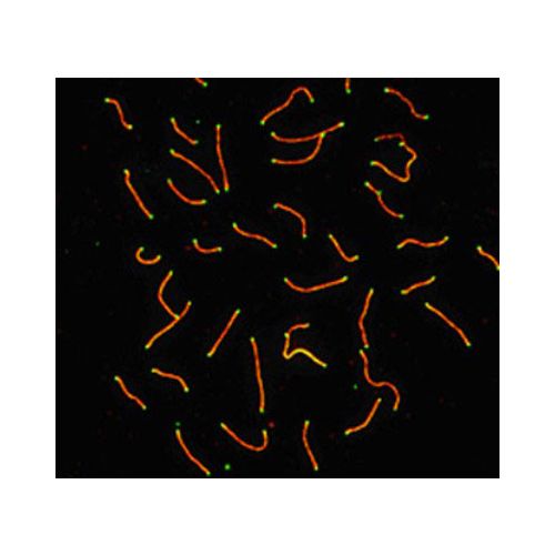 SCP3 antibody