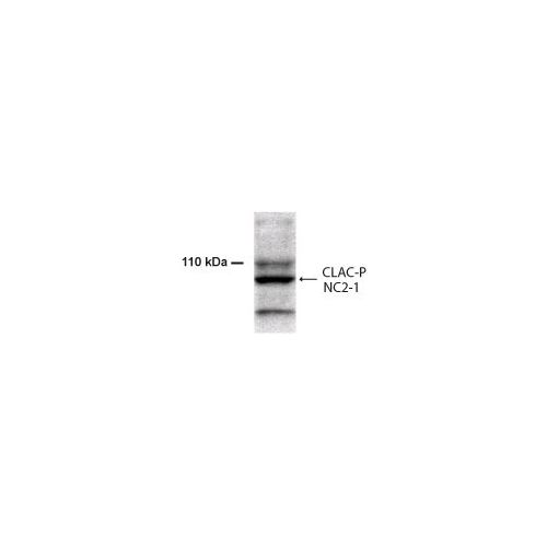 Collagen alpha-1(XXV) chain (COL25A1) antibody