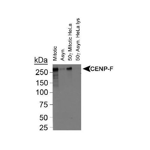 Centromere Protein F (CENP-F) antibody