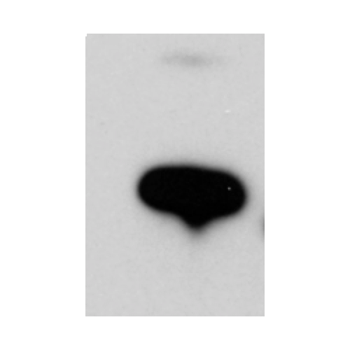 CD11c antibody