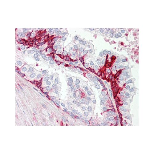 GPR55 (C-Terminus) antibody