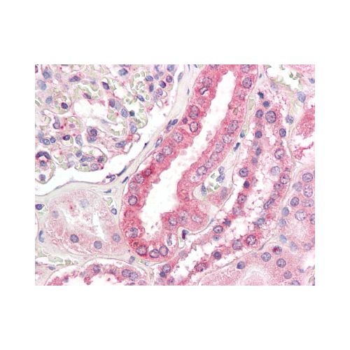 FACL2 / ACSL1 (Internal) antibody