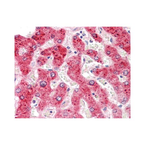 HEPACAM2 (C-Terminus) antibody