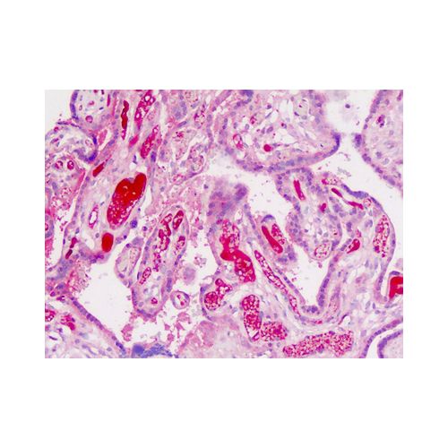 ADAMTS19 (Internal) antibody