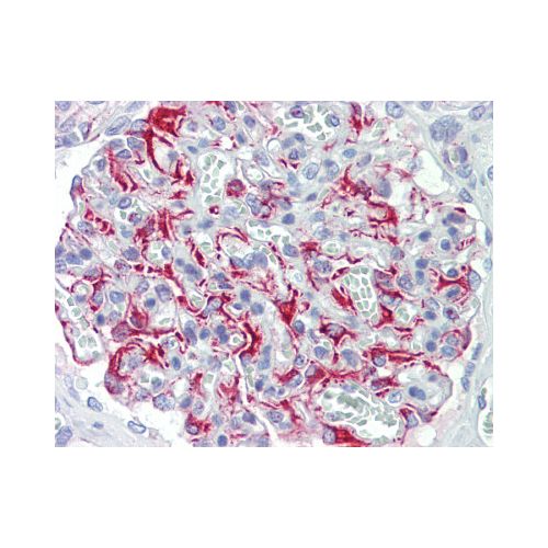 FGF11 / FGF-11 (aa1-30) antibody