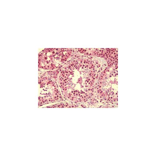 RASSF10 (N-Terminus) antibody