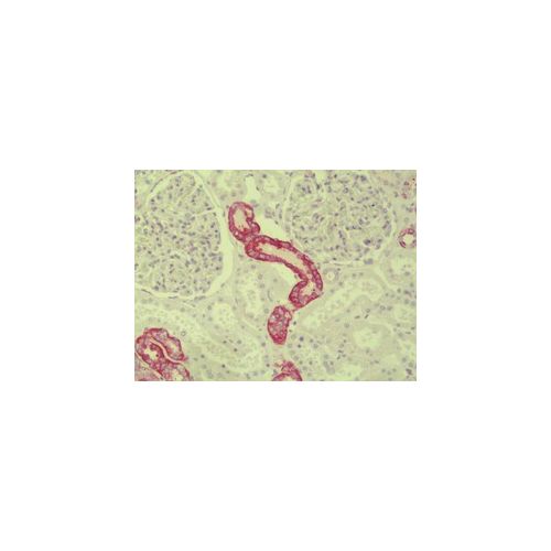 Paralemmin 3 / PALM3 (N-Terminus) antibody