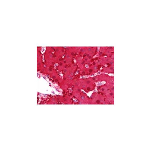 DDH / AKR1C1 (aa22-248) antibody