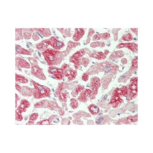 MTIF2 (aa137-167) antibody