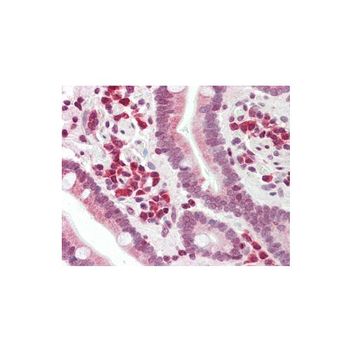 DERL1 (aa222-251) antibody