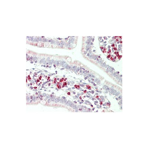 RNF125 (aa131-180) antibody