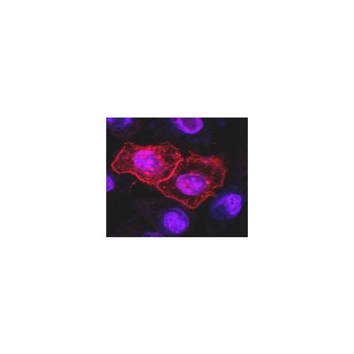 CD261 / TRAIL-R1 antibody (DR-4-02)