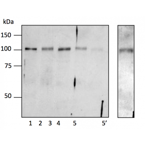 Aconitase antibody