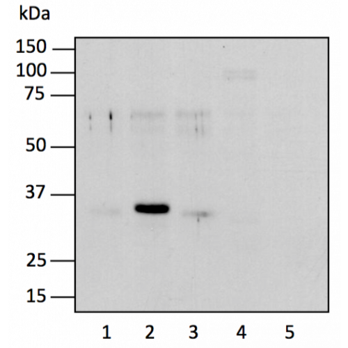 BCCP1 antibody