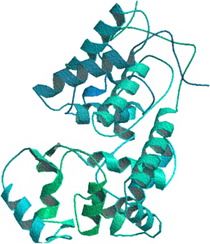 Enzyme